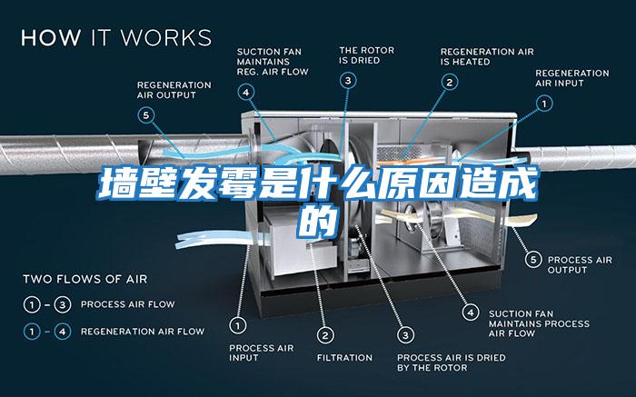 墻壁發霉是什么原因造成的