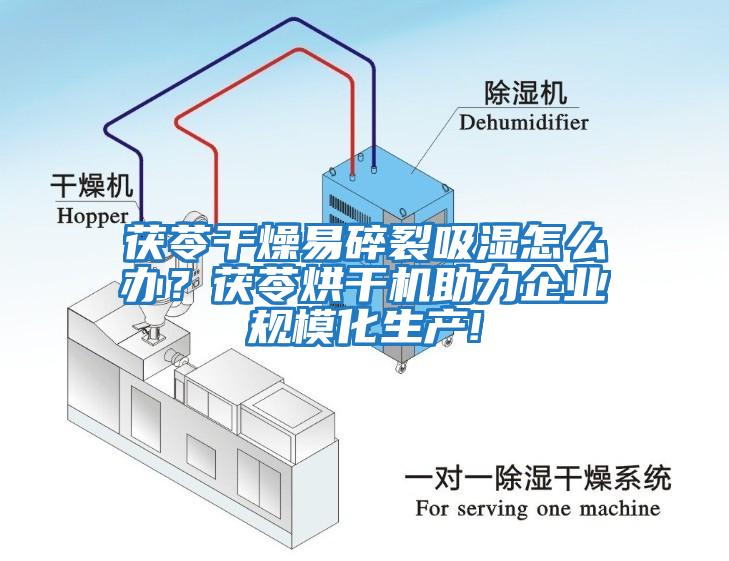 茯苓干燥易碎裂吸濕怎么辦？茯苓烘干機助力企業規模化生產!