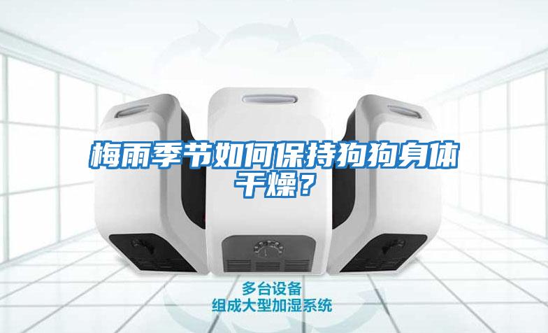 梅雨季節如何保持狗狗身體干燥？