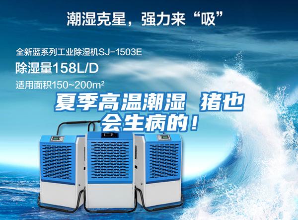 夏季高溫潮濕 豬也會生病的！