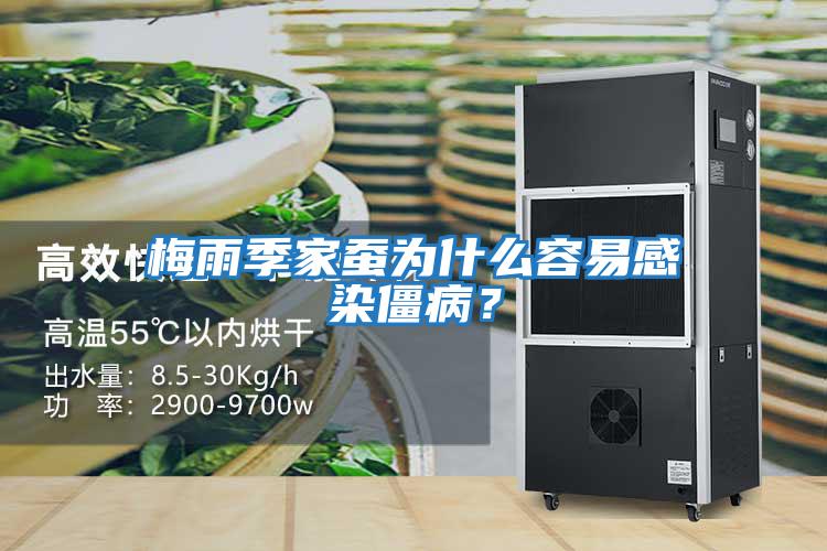 梅雨季家蠶為什么容易感染僵病？