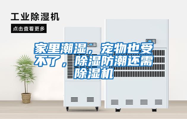 家里潮濕，寵物也受不了，除濕防潮還需除濕機