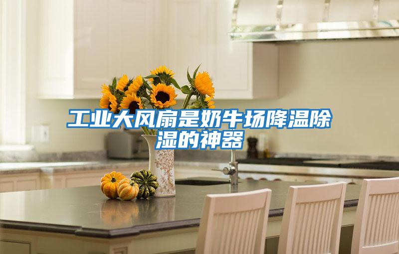 工業大風扇是奶牛場降溫除濕的神器