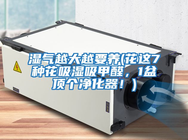 濕氣越大越要養(yǎng)(花這7種花吸濕吸甲醛，1盆頂個凈化器！)