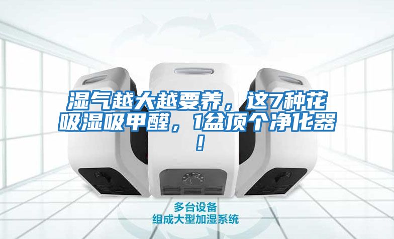 濕氣越大越要養(yǎng)，這7種花吸濕吸甲醛，1盆頂個(gè)凈化器！